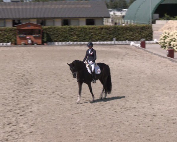 Reitturnier Gerasdorf bei Wien 2024