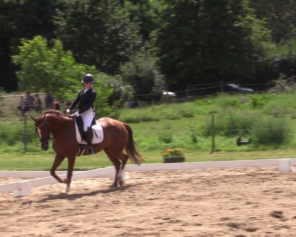 Reitturnier Halle - Seeben 2024
