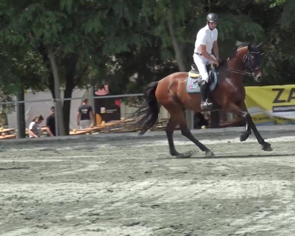 Reitturnier Horitschon 2024