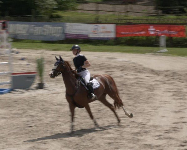 Reitturnier Halle - Seeben 2024