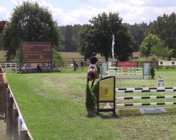 Reitturnier Niemegk / Neuendorf 2024