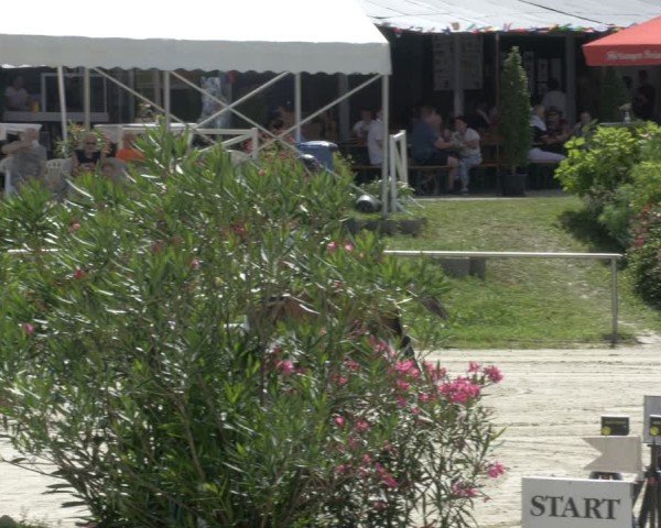 Reitturnier Oberderdingen 2024