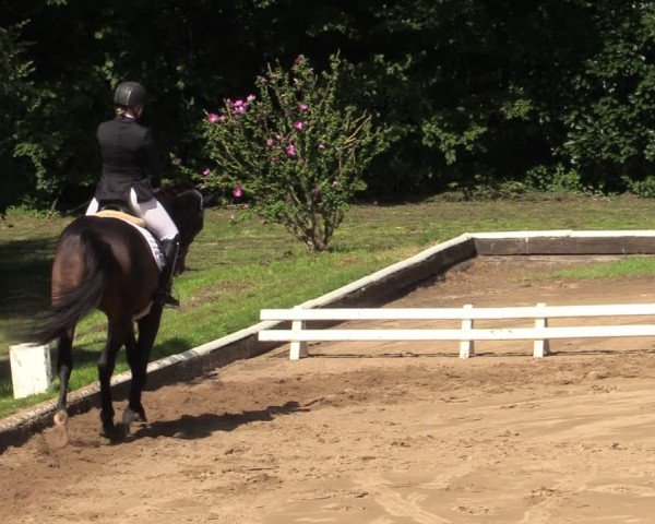 Reitturnier Vellinghausen 2024