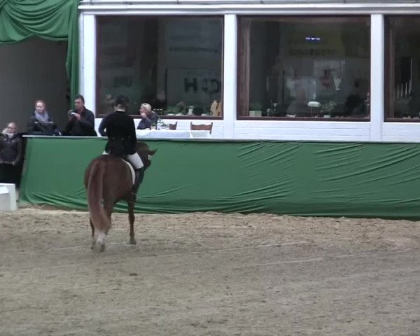 Pfingst-Dressur- und Springturnier 2013 des ZRFV Borken