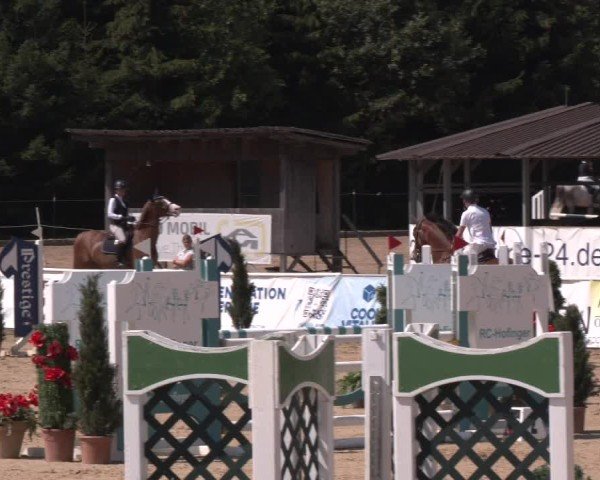 Reitturnier Ranshofen - Braunau am Inn 2024