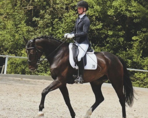 dressage horse Josi 48 (Hanoverian, 2017, from Glock's Johnson Tn)