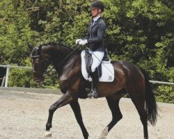 dressage horse Josi 48 (Hanoverian, 2017, from Glock's Johnson Tn)