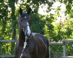 jumper Quabalouna (Oldenburg show jumper, 2017, from Balou du Rouet)