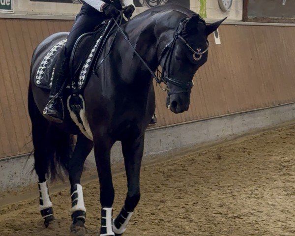 Dressurpferd Fine Finesse 5 (Oldenburger, 2016, von Finest)