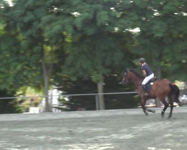 Reitturnier Horitschon 2024
