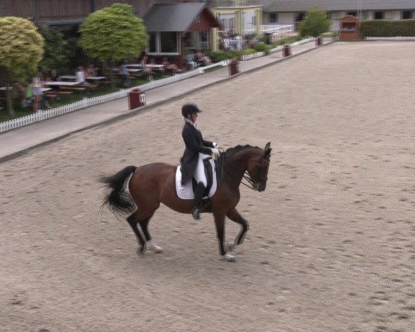 Reitturnier Gerasdorf bei Wien 2024