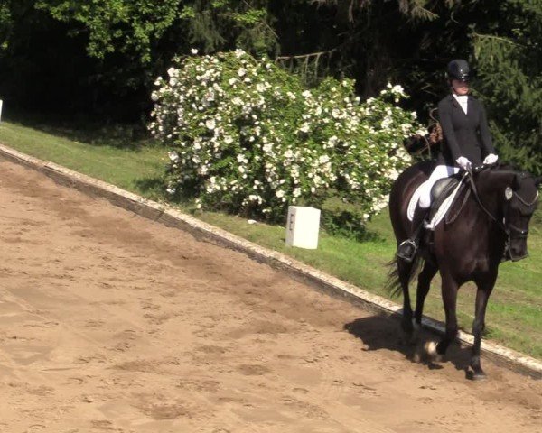Reitturnier Vellinghausen 2024