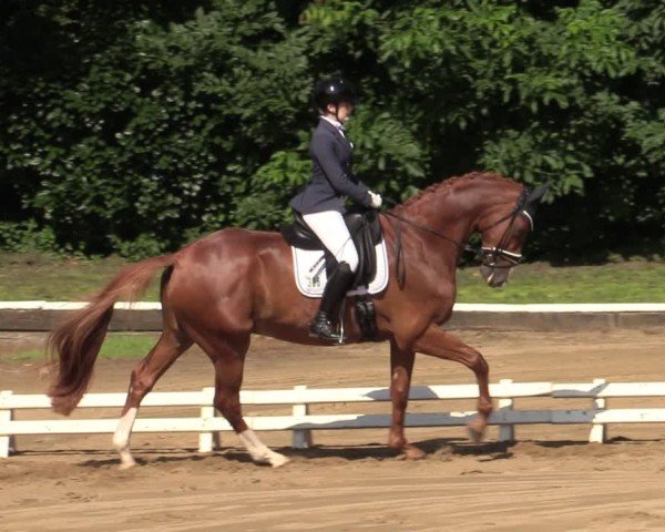 Reitturnier Vellinghausen 2024
