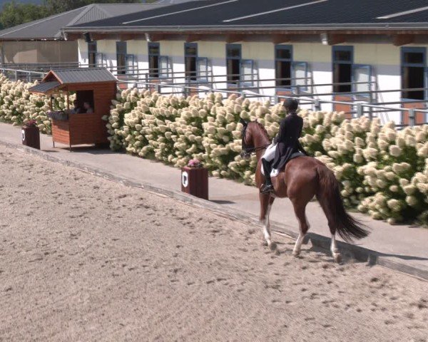 Reitturnier Gerasdorf bei Wien 2024