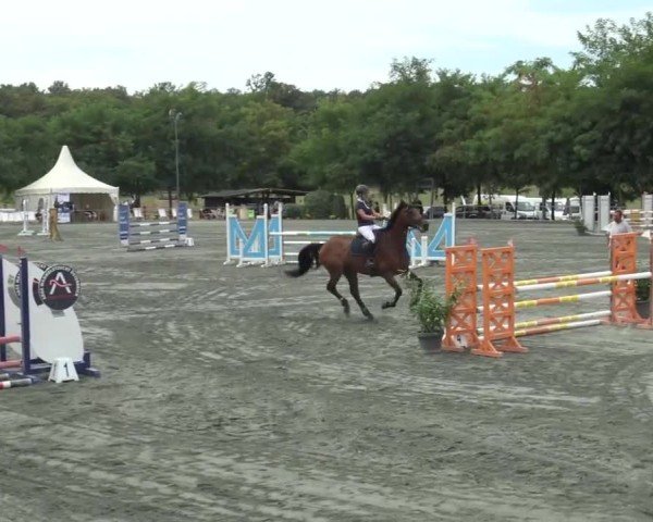 Reitturnier Horitschon 2024