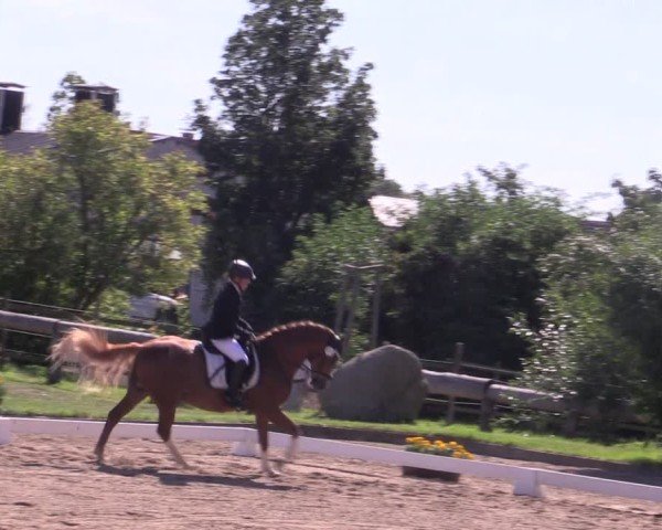 Reitturnier Halle - Seeben 2024