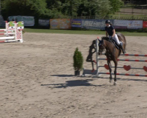 Reitturnier Halle - Seeben 2024