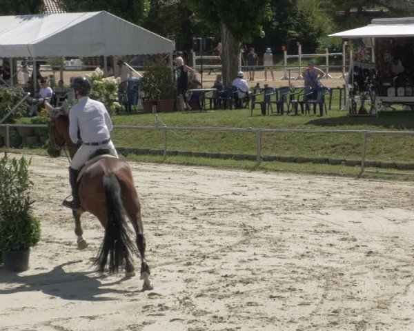 Reitturnier Oberderdingen 2024