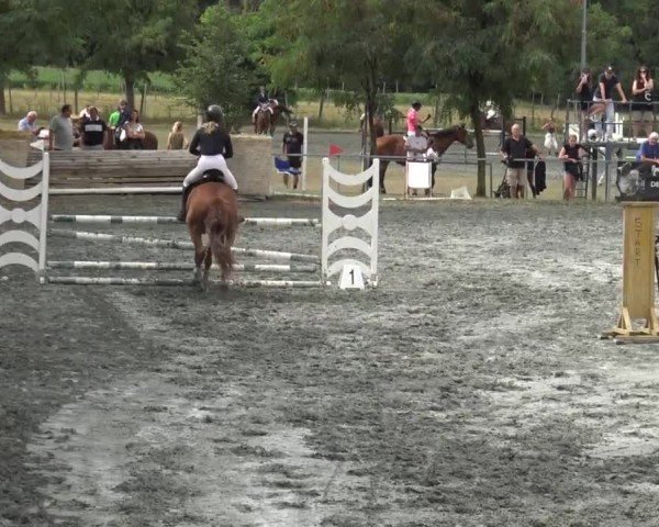 Reitturnier Horitschon 2024
