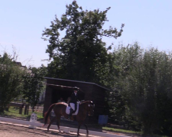 Reitturnier Halle - Seeben 2024