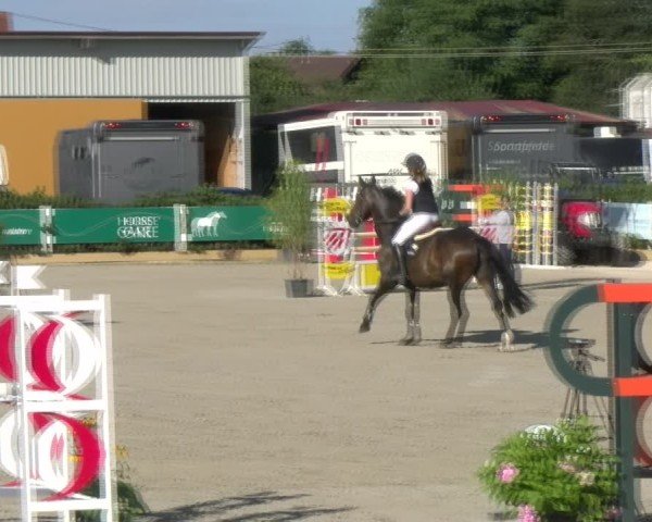 Reitturnier Sauldorf-Boll 2024