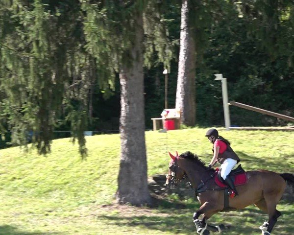Reitturnier Sulgen 2024