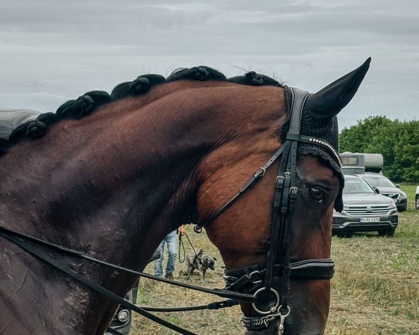 Pferd Dante H (Oldenburger, 2014, von Dante Weltino Old) Pferd Dante H (Oldenburger, 2014, von Dante Weltino Old)