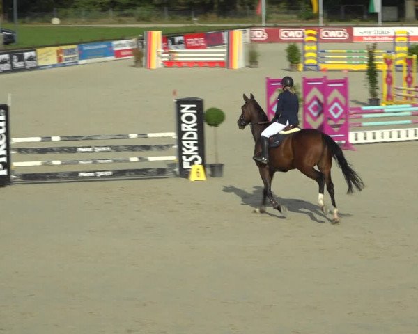 Reitturnier Westergellersen 2021