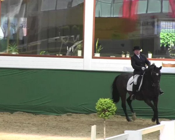 Pfingst-Dressur- und Springturnier 2013 des ZRFV Borken