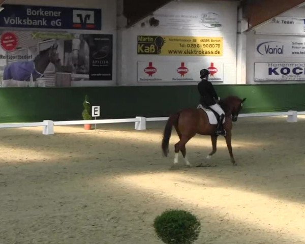Pfingst-Dressur- und Springturnier 2013 des ZRFV Borken