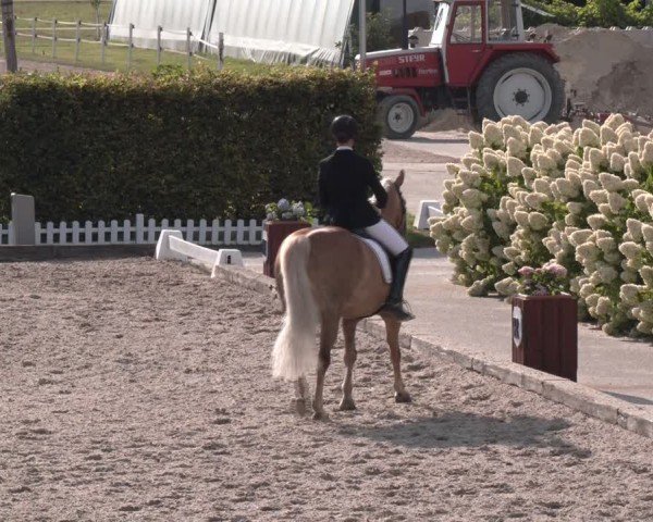 Reitturnier Gerasdorf bei Wien 2024