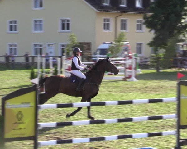 Reitturnier Niemegk / Neuendorf 2024