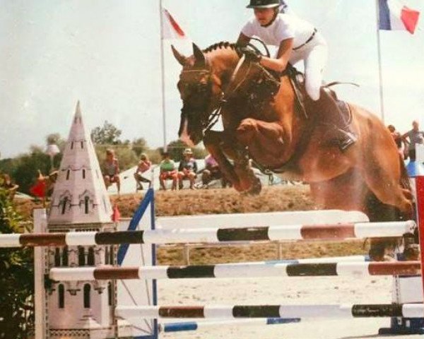 jumper Geronimo van Berkenbroeck (Belgian Warmblood, 2006, from Takashi van Berkenbroeck) jumper Geronimo van Berkenbroeck (Belgian Warmblood, 2006, from Takashi van Berkenbroeck)