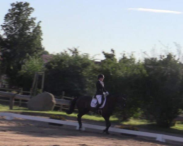 Reitturnier Halle - Seeben 2024