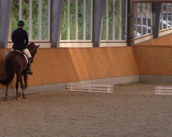 Reitturnier Münster-Amelsbüren 2024