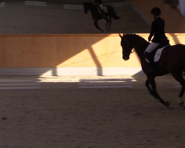 Reitturnier Münster-Amelsbüren 2024