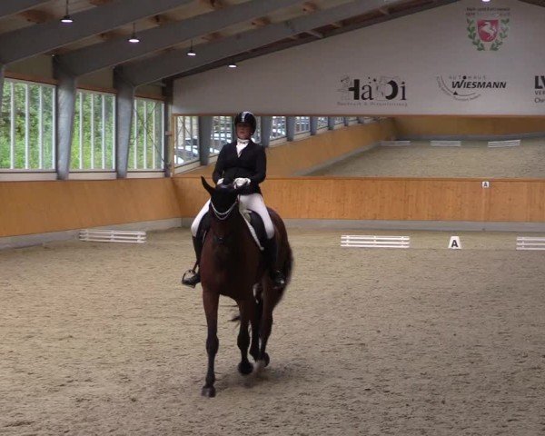 Reitturnier Münster-Amelsbüren 2024