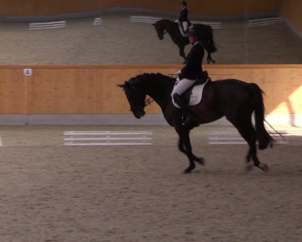 Reitturnier Münster-Amelsbüren 2024