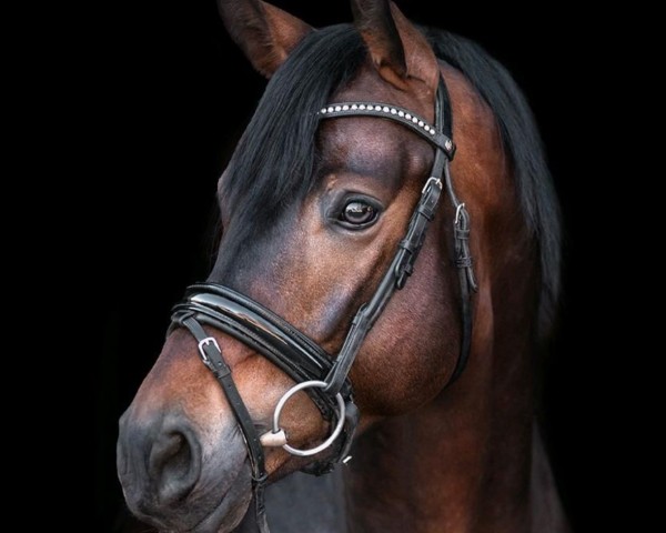 dressage horse Top Magic Mike (Westphalian, 2016, from Morricone)