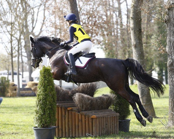 jumper Amalia Argentina (Trakehner, 2014, from Hancock)