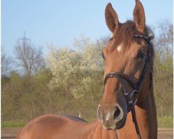 jumper Roderick 11 (anglo european sporthorse, 2014, from Ratinus Z)