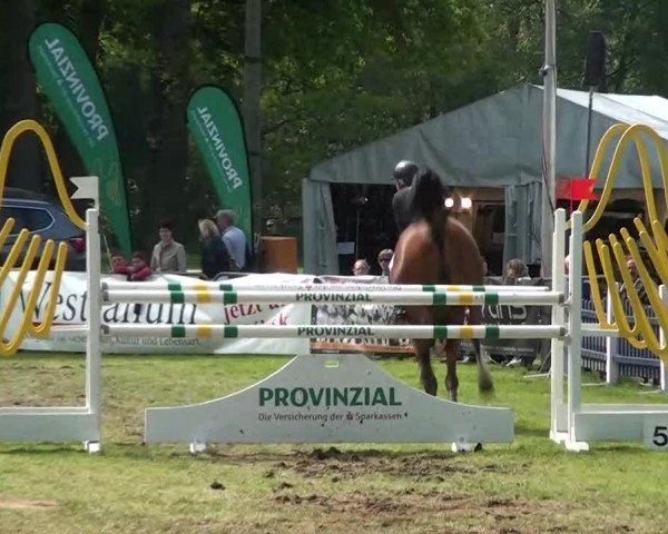 Pfingst-Dressur- und Springturnier 2013 des ZRFV Borken