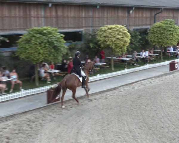 Reitturnier Gerasdorf bei Wien 2024