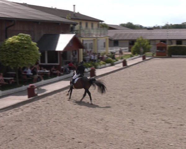 Reitturnier Gerasdorf bei Wien 2024