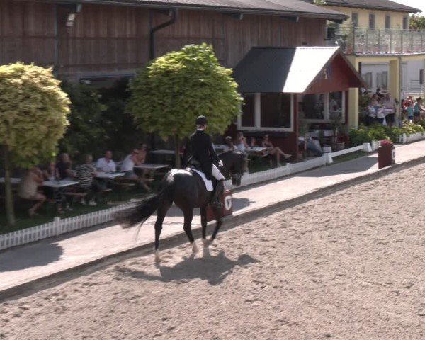 Reitturnier Gerasdorf bei Wien 2024