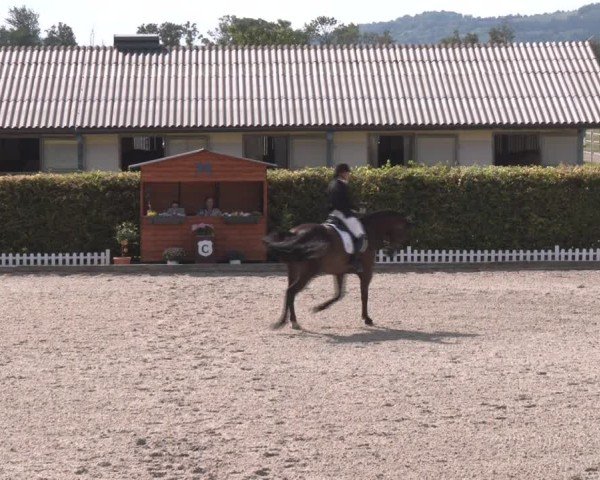Reitturnier Gerasdorf bei Wien 2024