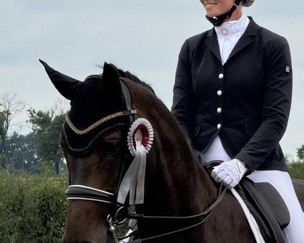 broodmare Sweet Starlet (Westphalian, 2018, from Secret)