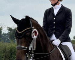 broodmare Sweet Starlet (Westphalian, 2018, from Secret)