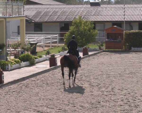 Reitturnier Gerasdorf bei Wien 2024