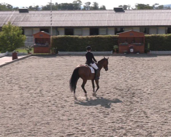 Reitturnier Gerasdorf bei Wien 2024